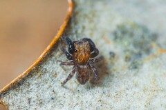 Euophrys nigripalpis