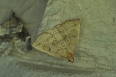 Zanclognatha jacchusalis
