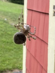 Araneus cavaticus