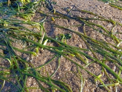 Zostera noltei
