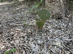 Opuntia lindheimeri