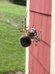 Araneus cavaticus