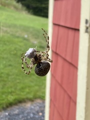 Araneus cavaticus