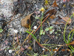 Xyris difformis
