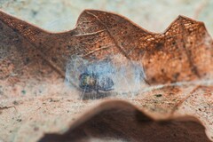 Euophrys nigripalpis