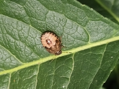 Peribalus strictus vernalis