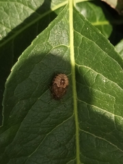 Peribalus strictus vernalis