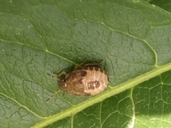 Peribalus strictus vernalis