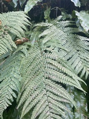 Dryopteris