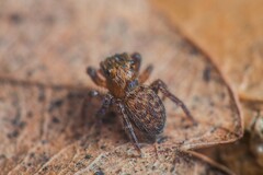 Euophrys nigripalpis