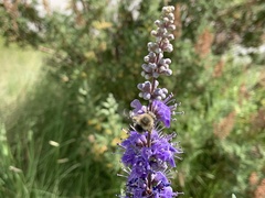 Anthophora californica