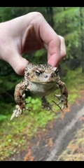 Anaxyrus boreas