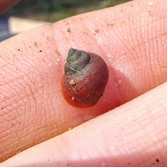 Littorininae