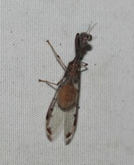 Dicromantispa interrupta