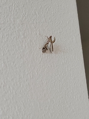 Lineodes integra