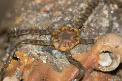 Macrophiothrix