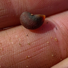 Littorininae