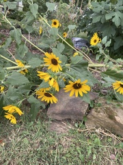 Helianthus mollis