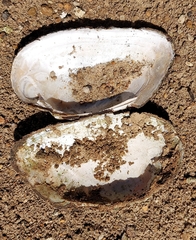 Uniomerus tetralasmus