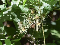 Clematis dioica