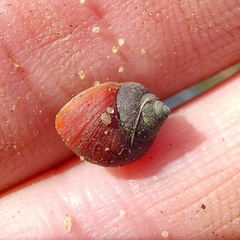 Littorininae
