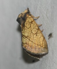 Basilodes pepita