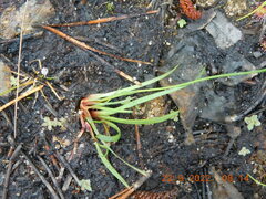 Xyris difformis