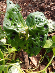 Arum maculatum
