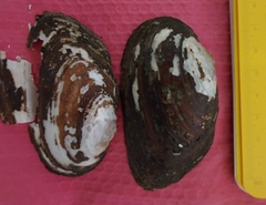 Uniomerus tetralasmus