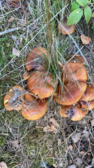 Suillus grevillei