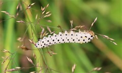 Tenthredo bifasciata