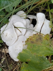 Leucocybe connata