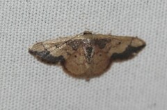 Idaea kendallaria
