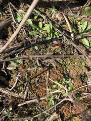 Azolla