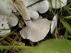 Leucocybe connata