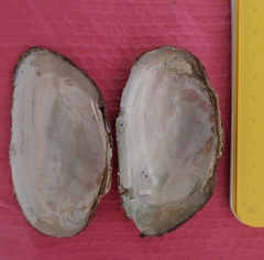 Uniomerus tetralasmus