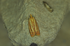 Sparganothis tristriata