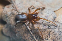 Dysderidae