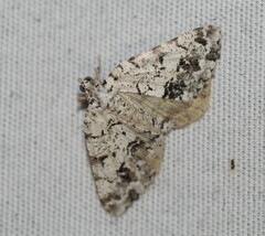 Macaria graphidaria
