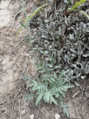 Astragalus lotiflorus