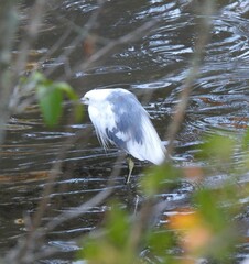 Egretta caerulea × thula