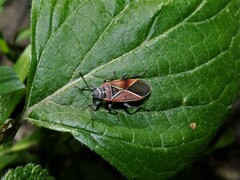 Neacoryphus bicrucis