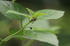 Parancistrocerus hongkongensis