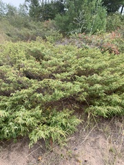 Juniperus communis depressa