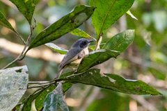 Dysithamnus mentalis