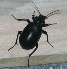 Calosoma marginale