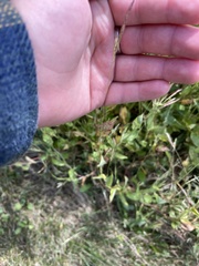 Brachypodium pinnatum