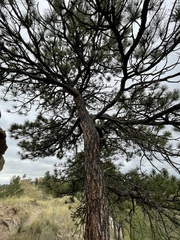 Pinus ponderosa
