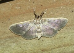 Apilocrocis brumalis