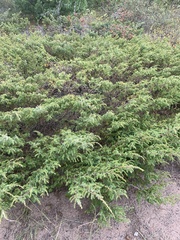 Juniperus communis depressa